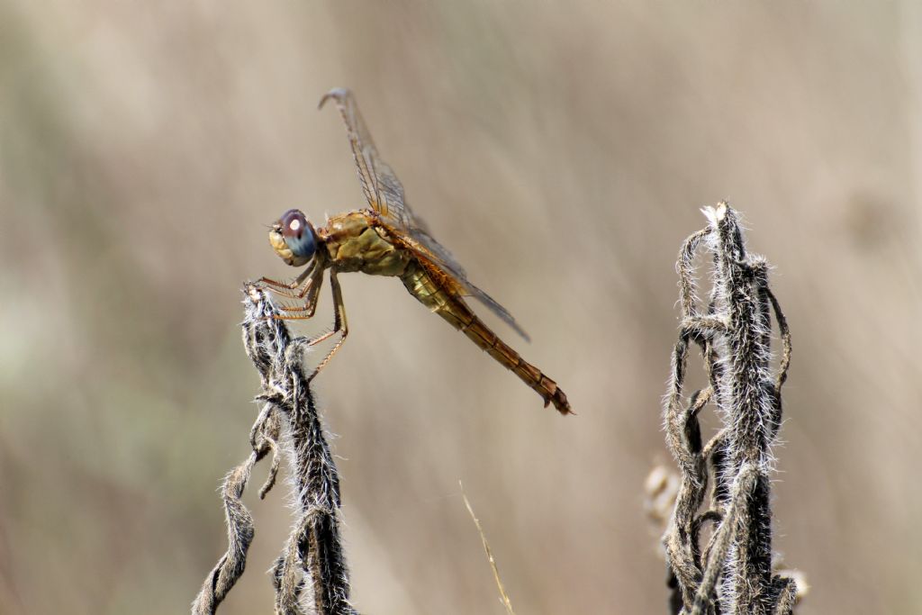 Anche queste dovrebbero essere Crocothemis erythraea